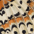 Melitaea didyma